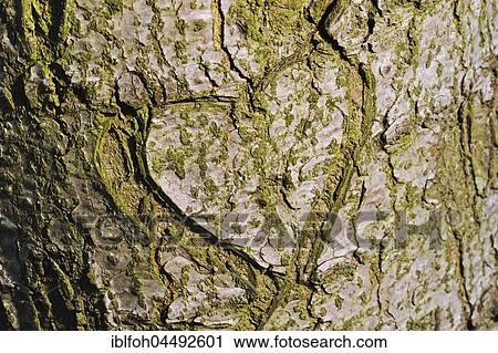 Heart carved in tree bark, Germany, Europe View Large Photo Image Stock Image - Heart carved in tree bark, Germany, Europe. Fotosearch