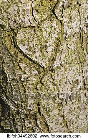 Heart carved in tree bark, Germany, Europe View Large Photo Image Stock Image - Heart carved in tree bark, Germany, Europe. Fotosearch