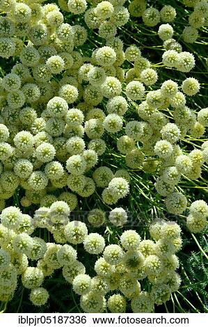 Heiligenrkaut( Santolina rosmarinifolia) View Large Photo Image Stock Photograph - Heiligenrkaut( Santolina rosmarinifolia). Fotosearch