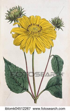 Stock Photo - Helicopsis (Helianthus multiflorus), hand-colored copper engraving by Sansom from William Curtis Botanical Magazine, London, 1793. Fotosearch