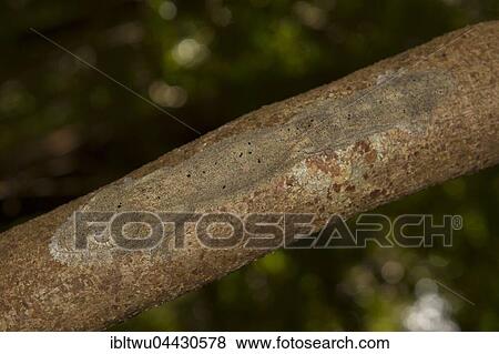 Henkel's leaf-tailed gecko (Uroplatus henkeli) camouflaged on tree trunk in Ankarana National Park, northern Madagascar, Madagascar, Africa View Large Photo Image Stock Photo - Henkel's leaf-tailed gecko (Uroplatus henkeli) camouflaged on tree trunk in Ankarana National Park, northern Madagascar, Madagascar, Africa. Fotosearch