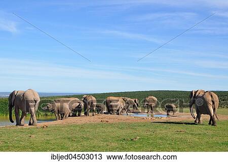 Herd of African bush elephants (Loxodonta africa), drinking at waterhole, Addo Elephant National Park, Eastern Cape, South Africa, Africa View Large Photo Image Stock Image - Herd of African bush elephants (Loxodonta africa), drinking at waterhole, Addo Elephant National Park, Eastern Cape, South Africa, Africa. Fotosearch