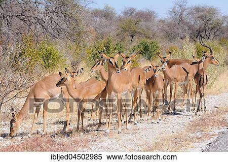 Herd of Black-faced impalas (Aepyceros melampus petersi) standing at the edge of the paved road, Etosha National Park, Namibia, Africa View Large Photo Image Stock Photography - Herd of Black-faced impalas (Aepyceros melampus petersi) standing at the edge of the paved road, Etosha National Park, Namibia, Africa. Fotosearch