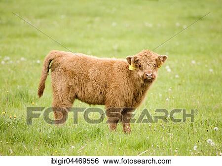 Highland Cattle (Bos taurus), calf on a pasture, Scotland, United Kingdom, Europe View Large Photo Image Stock Photograph - Highland Cattle (Bos taurus), calf on a pasture, Scotland, United Kingdom, Europe. Fotosearch