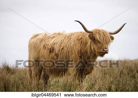 Highland Cattle (Bos taurus) on a pasture, Scotland, United Kingdom, Europe View Large Photo Image Stock Image - Highland Cattle (Bos taurus) on a pasture, Scotland, United Kingdom, Europe. Fotosearch