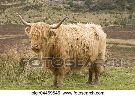 Highland Cattle (Bos taurus) on a pasture, Scotland, United Kingdom, Europe View Large Photo Image Stock Photograph - Highland Cattle (Bos taurus) on a pasture, Scotland, United Kingdom, Europe. Fotosearch