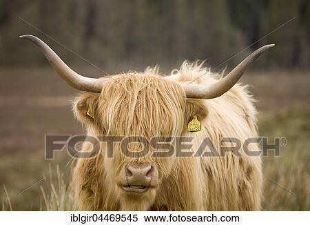 Highland Cattle (Bos taurus) on a pasture, Scotland, United Kingdom, Europe View Large Photo Image Stock Photography - Highland Cattle (Bos taurus) on a pasture, Scotland, United Kingdom, Europe. Fotosearch
