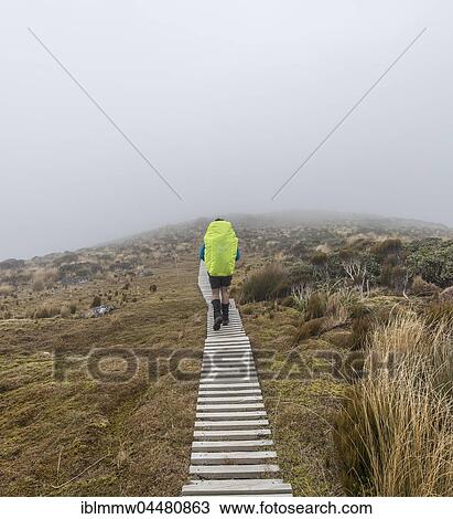 Hiker in mist, trail through swampland, Pouakai Circuit, Egmont National Park, Taranaki, North Island, New Zealand, Oceania View Large Photo Image Stock Image - Hiker in mist, trail through swampland, Pouakai Circuit, Egmont National Park, Taranaki, North Island, New Zealand, Oceania. Fotosearch