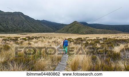 Hiker on trail through swampland, Pouakai Circuit, Egmont National Park, Taranaki, North Island, New Zealand, Oceania View Large Photo Image Stock Image - Hiker on trail through swampland, Pouakai Circuit, Egmont National Park, Taranaki, North Island, New Zealand, Oceania. Fotosearch