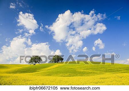 Stock Photography - Hill landscape with poppies (Papaver rhoeas) and cypresses, poppy, Katsch poppy, Red Poppy, Corn Poppy, in spring, Tuscany, Italy, Europe. Fotosearch