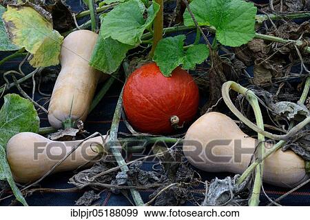 Hokkaido pumpkin and butternut pumpkin with withered leaves, Hokkaido pumpkin, Curcurbita maxima, Cucurbita mochata( Cucurbita maxima), Hokkaido K³rbis, Hokkaidok³rbis View Large Photo Image Stock Photo - Hokkaido pumpkin and butternut pumpkin with withered leaves, Hokkaido pumpkin, Curcurbita maxima, Cucurbita mochata( Cucurbita maxima), Hokkaido K³rbis, Hokkaidok³rbis. Fotosearch