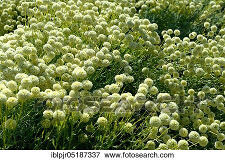 Holy chew ( Santolina) rosmarinifolia View Large Photo Image Stock Photo - Holy chew ( Santolina) rosmarinifolia. Fotosearch