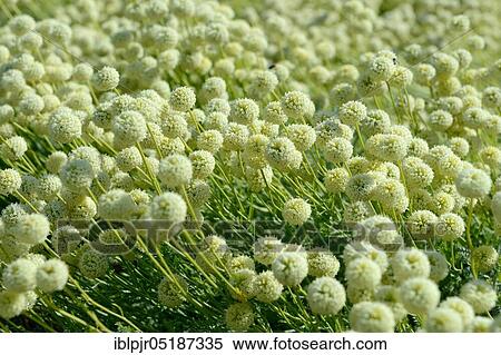 Holy chew ( Santolina) rosmarinifolia View Large Photo Image Stock Photography - Holy chew ( Santolina) rosmarinifolia. Fotosearch