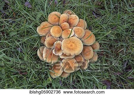 Honey funguses (Armillaria), Gifhorn, Lower Saxony, Germany, Europe View Large Photo Image Stock Photograph - Honey funguses (Armillaria), Gifhorn, Lower Saxony, Germany, Europe. Fotosearch