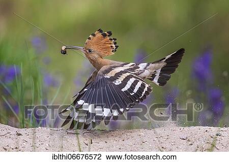 Hoopoe (Upupa epops) foraging, with beetle larvae, flying, Middle Elbe Biosphere Reserve, Saxony-Anhalt, Germany, Europe View Large Photo Image Stock Image - Hoopoe (Upupa epops) foraging, with beetle larvae, flying, Middle Elbe Biosphere Reserve, Saxony-Anhalt, Germany, Europe. Fotosearch