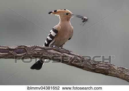 Hoopoe (Upupa epops) with cricket on branch, Middle Elbe Biosphere Reserve, Saxony-Anhalt, Germany, Europe View Large Photo Image Stock Image - Hoopoe (Upupa epops) with cricket on branch, Middle Elbe Biosphere Reserve, Saxony-Anhalt, Germany, Europe. Fotosearch