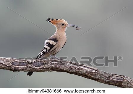 Hoopoe (Upupa epops) with prey on branch, Middle Elbe Biosphere Reserve, Saxony-Anhalt, Germany, Europe View Large Photo Image Stock Photograph - Hoopoe (Upupa epops) with prey on branch, Middle Elbe Biosphere Reserve, Saxony-Anhalt, Germany, Europe. Fotosearch