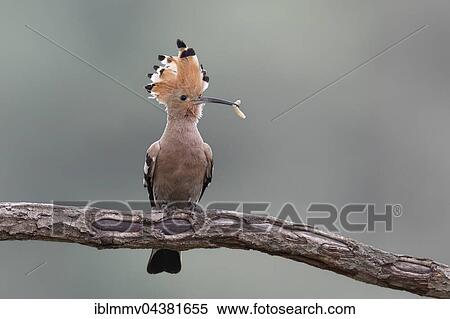 Hoopoe (Upupa epops) with worm on branch, Middle Elbe Biosphere Reserve, Saxony-Anhalt, Germany, Europe View Large Photo Image Stock Photography - Hoopoe (Upupa epops) with worm on branch, Middle Elbe Biosphere Reserve, Saxony-Anhalt, Germany, Europe. Fotosearch