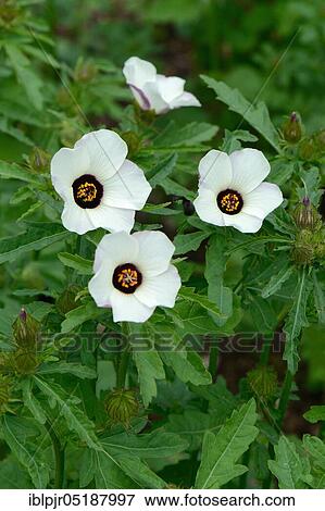 Stock Photo - Hourflower, Hour Rose Fritillary, Hibiscus trionum. Fotosearch