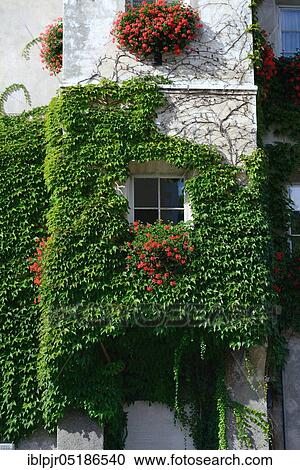Stock Image - House overgrown with wild wine, Brixen, South Tyrol, Italy, Europe. Fotosearch