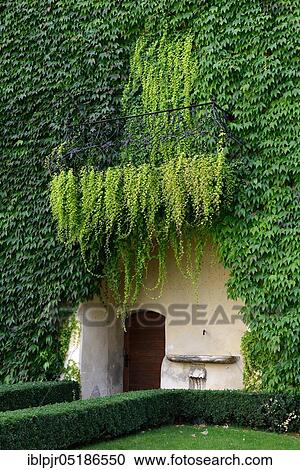 House wall with wild wine, Boston ivy ( Parthenocissus tricuspidata) View Large Photo Image Stock Image - House wall with wild wine, Boston ivy ( Parthenocissus tricuspidata). Fotosearch
