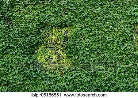 Stock Image - House wall with wild wine, Boston ivy ( Parthenocissus tricuspidata). Fotosearch