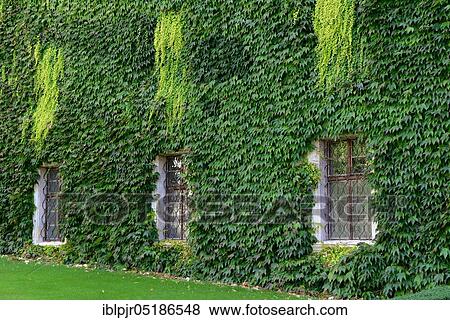 House wall with wild wine, Boston ivy ( Parthenocissus tricuspidata) View Large Photo Image Stock Photo - House wall with wild wine, Boston ivy ( Parthenocissus tricuspidata). Fotosearch