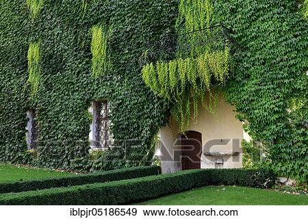Stock Photo - House wall with wild wine, Boston ivy ( Parthenocissus tricuspidata). Fotosearch