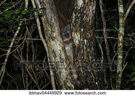 Hubbard's sportive lemur (Lepilemur hubbardorum) between tree trunks, Zombitse-Vohibsia National Park, Madagascar, Africa View Large Photo Image Stock Photo - Hubbard's sportive lemur (Lepilemur hubbardorum) between tree trunks, Zombitse-Vohibsia National Park, Madagascar, Africa. Fotosearch