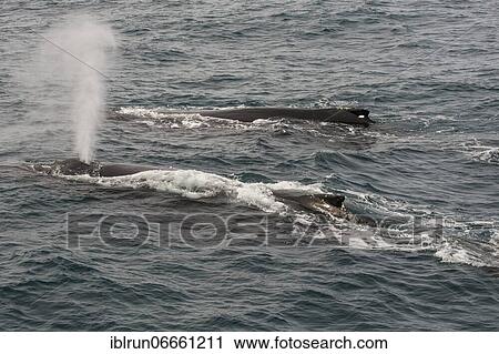 Humpback whale (Megaptera novaeangliae), South Sandwich islands, Antarctica View Large Photo Image Stock Image - Humpback whale (Megaptera novaeangliae), South Sandwich islands, Antarctica. Fotosearch