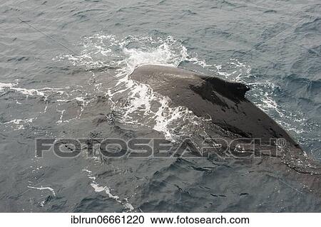 Humpback whale (Megaptera novaeangliae), South Sandwich islands, Antarctica View Large Photo Image Stock Image - Humpback whale (Megaptera novaeangliae), South Sandwich islands, Antarctica. Fotosearch