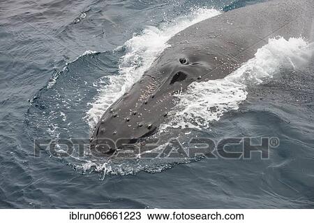 Humpback whale (Megaptera novaeangliae), South Sandwich islands, Antarctica View Large Photo Image Stock Image - Humpback whale (Megaptera novaeangliae), South Sandwich islands, Antarctica. Fotosearch
