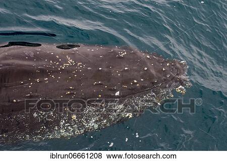 Stock Photo - Humpback whale (Megaptera novaeangliae), South Sandwich islands, Antarctica. Fotosearch