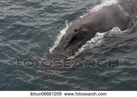 Humpback whale (Megaptera novaeangliae), South Sandwich islands, Antarctica View Large Photo Image Stock Photo - Humpback whale (Megaptera novaeangliae), South Sandwich islands, Antarctica. Fotosearch