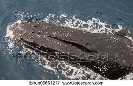 Humpback whale (Megaptera novaeangliae), South Sandwich islands, Antarctica View Large Photo Image Stock Photo - Humpback whale (Megaptera novaeangliae), South Sandwich islands, Antarctica. Fotosearch