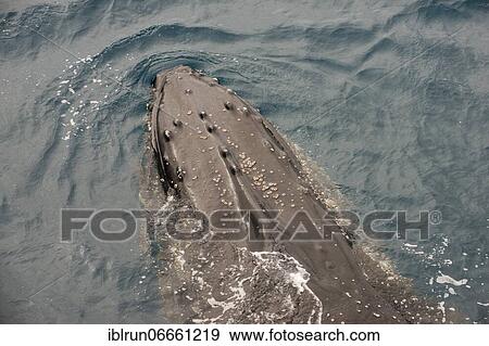 Stock Photo - Humpback whale (Megaptera novaeangliae), South Sandwich islands, Antarctica. Fotosearch