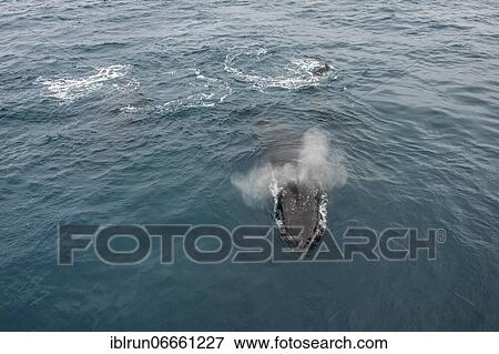Stock Photo - Humpback whale (Megaptera novaeangliae), South Sandwich islands, Antarctica. Fotosearch