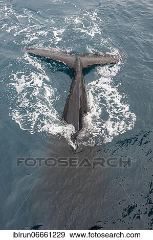 Humpback whale (Megaptera novaeangliae), South Sandwich islands, Antarctica View Large Photo Image Stock Photo - Humpback whale (Megaptera novaeangliae), South Sandwich islands, Antarctica. Fotosearch