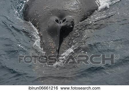 Humpback whale (Megaptera novaeangliae), South Sandwich islands, Antarctica View Large Photo Image Stock Photograph - Humpback whale (Megaptera novaeangliae), South Sandwich islands, Antarctica. Fotosearch