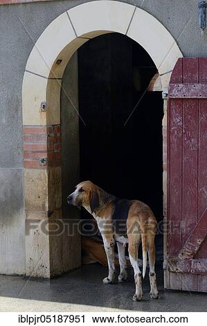 Hunting dogs in the kennel of Cheverny Castle, Loire Castle Cheverny, Departement Loir-et-Cher, France, Europe View Large Photo Image Stock Image - Hunting dogs in the kennel of Cheverny Castle, Loire Castle Cheverny, Departement Loir-et-Cher, France, Europe. Fotosearch