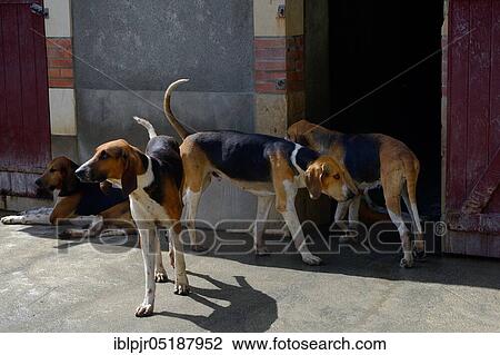 Stock Image - Hunting dogs in the kennel of Cheverny Castle, Loire Castle Cheverny, Departement Loir-et-Cher, France, Europe. Fotosearch