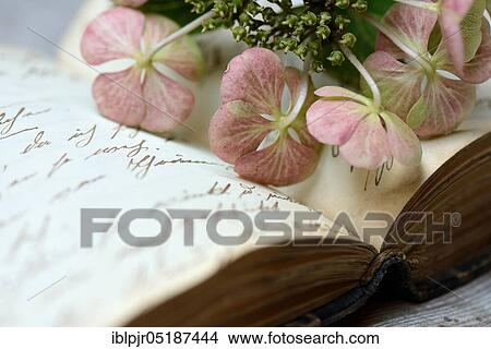 Picture - Hydrangea flowers on book with old writing. Fotosearch