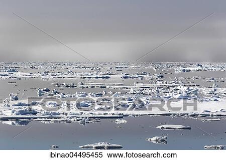 Ice floes, pack ice border, Arctic Ocean, Spitsbergen, Spitsbergen Islands, Svalbard and Jan Mayen, Norway, Europe View Large Photo Image Stock Photography - Ice floes, pack ice border, Arctic Ocean, Spitsbergen, Spitsbergen Islands, Svalbard and Jan Mayen, Norway, Europe. Fotosearch