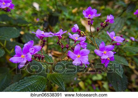 In the Botanic Garden of Bom Sucesso, Sao Tome, Sao Tome and Principe, Atlantic ocean, Africa View Large Photo Image Stock Image - In the Botanic Garden of Bom Sucesso, Sao Tome, Sao Tome and Principe, Atlantic ocean, Africa. Fotosearch