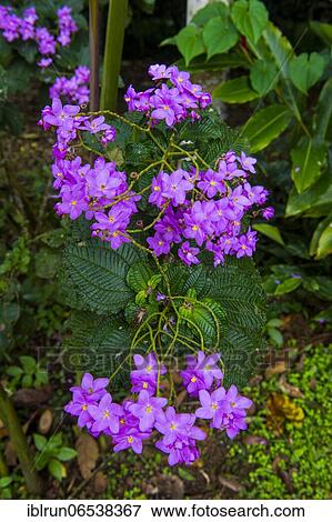 In the Botanic Garden of Bom Sucesso, Sao Tome, Sao Tome and Principe, Atlantic ocean, Africa View Large Photo Image Stock Photo - In the Botanic Garden of Bom Sucesso, Sao Tome, Sao Tome and Principe, Atlantic ocean, Africa. Fotosearch