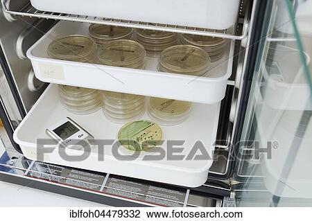 Stock Image - Incubator, microbiological diagnosis of MRSA bacteria (methicillin-resistant staphylococcus aureus), clinical laboratory, North Rhine-Westphalia, Germany, Europe. Fotosearch