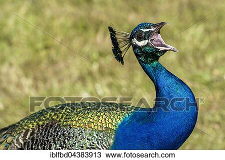Indian Peacock (Pavo cristatus) is screaming with the beak wide open, captive, Dresden, Saxony, Germany, Europe View Large Photo Image Stock Image - Indian Peacock (Pavo cristatus) is screaming with the beak wide open, captive, Dresden, Saxony, Germany, Europe. Fotosearch