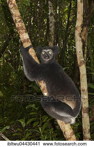 Stock Image - Indri (Indri indri) in the rainforest, Eastern Madagascar, Madagascar, Africa. Fotosearch