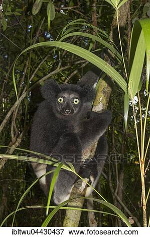 Indri (Indri indri) in the rainforest, Eastern Madagascar, Madagascar, Africa View Large Photo Image Stock Photo - Indri (Indri indri) in the rainforest, Eastern Madagascar, Madagascar, Africa. Fotosearch