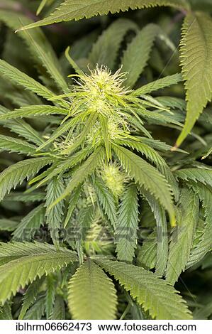 Inflorescence of a hemp plant (Cannabis sativa), medicinal cannabis with high cannabidiol (CBD) content as an alternative to conventional medicines View Large Photo Image Stock Image - Inflorescence of a hemp plant (Cannabis sativa), medicinal cannabis with high cannabidiol (CBD) content as an alternative to conventional medicines. Fotosearch